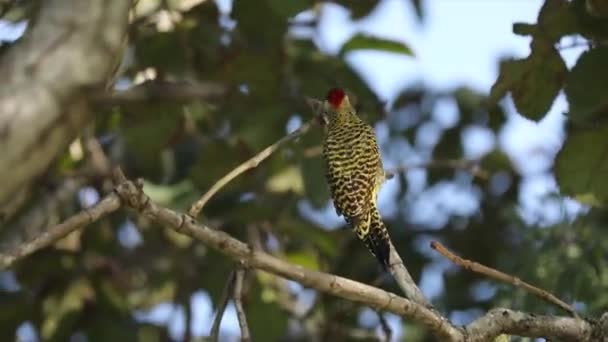ピカデヤ科の 木こり の鳥です ウッドペッカー カリジ Woodpecker Carij またはセラード グリーン ウッドペッカー — ストック動画