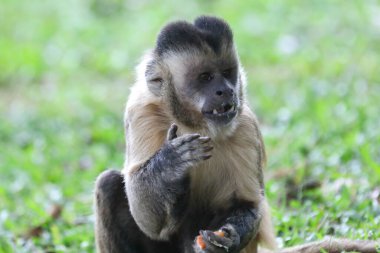 Kapuçin maymunu (Sapajus apella), kapuçin maymunu Brezilya 'nın vahşi doğasına yakın çekim.