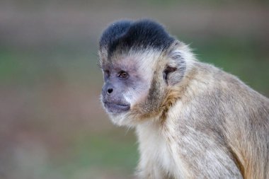 Kapuçin maymunu (Sapajus apella), kapuçin maymunu Brezilya 'nın vahşi doğasına yakın çekim.