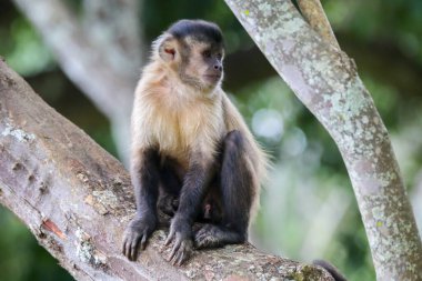 Kapuçin maymunu (Sapajus apella), kapuçin maymunu Brezilya 'nın vahşi doğasına yakın çekim.