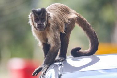 Kapuçin maymunu (Sapajus apella), kapuçin maymunu Brezilya 'nın vahşi doğasına yakın çekim.