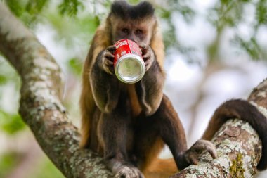 Kapuçin maymunu (Sapajus apella), kapuçin maymunu Brezilya 'nın vahşi doğasına yaklaşır. Coca Cola