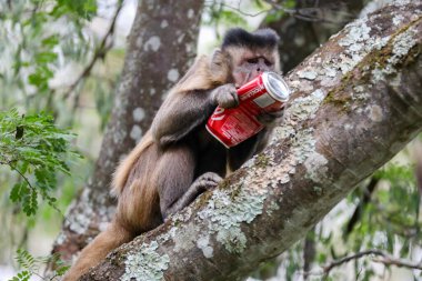 Kapuçin maymunu (Sapajus apella), kapuçin maymunu Brezilya 'nın vahşi doğasına yaklaşır. Coca Cola