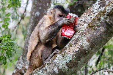 Kapuçin maymunu (Sapajus apella), kapuçin maymunu Brezilya 'nın vahşi doğasına yaklaşır. Coca Cola