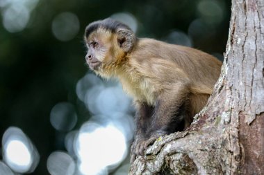 Kapuçin maymunu (Sapajus apella), kapuçin maymunu Brezilya 'nın vahşi doğasına yakın çekim.