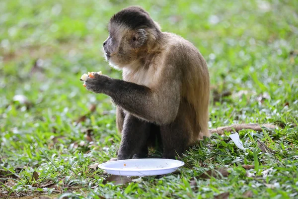 Primer Plano Del Mono Capuchino Copetudo Sapajus Apella Mono Capuchino —  Fotos de Stock