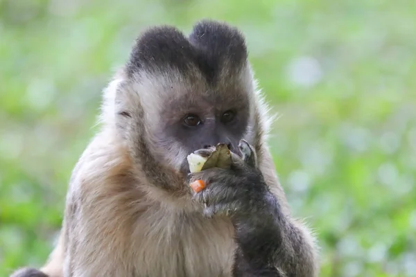 Closeup Tufted Capuchin Monkey Sapajus Apella Capuchinho Monkey Wild Brasil — Fotografia de Stock