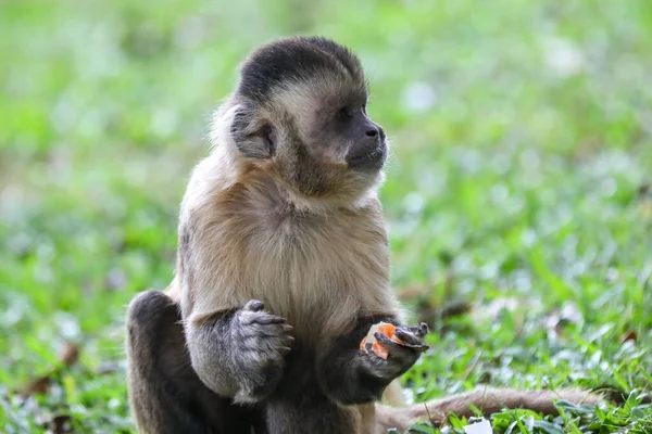ブラジルで野生化したカプチン猿 サパジュ アペッラ の解体 — ストック写真