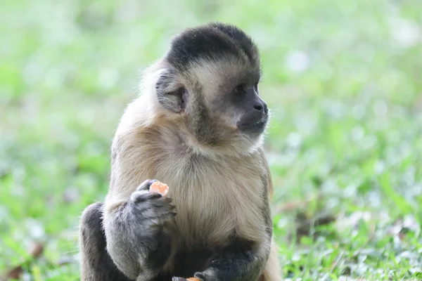 Närbild Tuftade Capuchin Apa Sapajus Apella Capuchin Apa Naturen Brasilien — Stockfoto