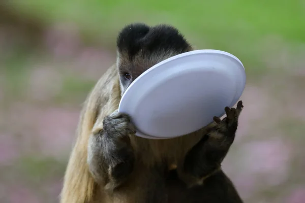 Zbliżenie Igłowej Małpy Kapucynki Sapajus Apella Małpy Kapucynki Dziczy Brazylii — Zdjęcie stockowe