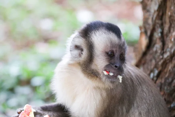 stock image Closeup of tufted capuchin monkey (Sapajus apella), capuchin monkey into the wild in Brazil.