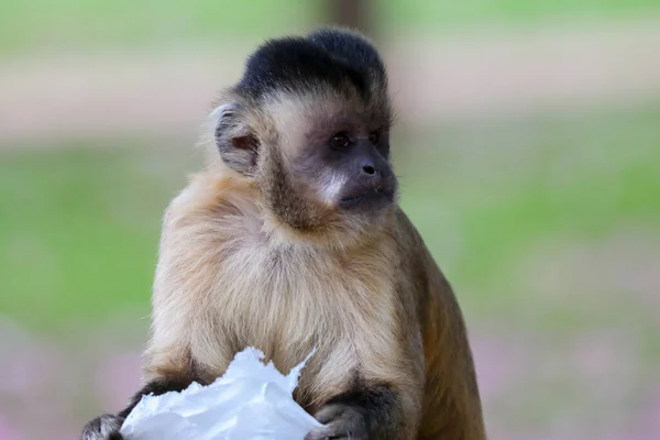 Closeup Tufted Capuchin Monkey Sapajus Apella Capuchin Monkey Wild Brazil — Stock Photo, Image