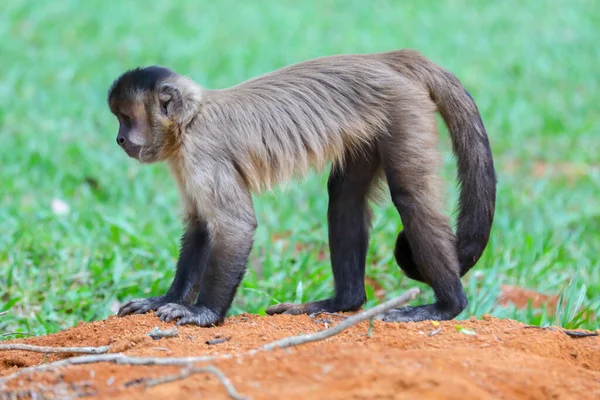Primer Plano Del Mono Capuchino Copetudo Sapajus Apella Mono Capuchino —  Fotos de Stock
