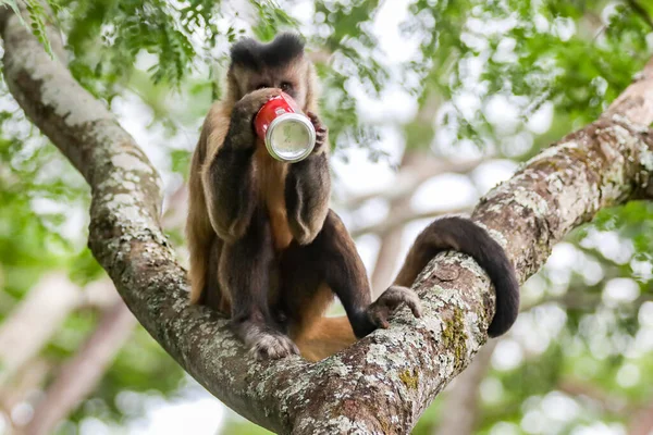 Sluitingen Van Kapucijnaap Sapajus Apella Kapucijnaap Het Wild Brazilië Coca — Stockfoto