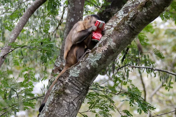 卷须猴 Sapajus Apella 卷须猴 Capuchin Monkey 在巴西的野外生活 可口可乐 — 图库照片
