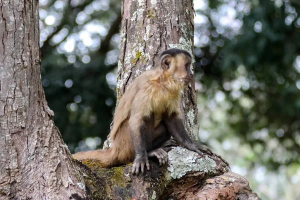 Primer Plano Del Mono Capuchino Copetudo Sapajus Apella Mono Capuchino — Foto de Stock