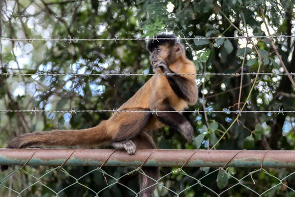 Sluitingen Van Kapucijnaap Sapajus Apella Kapucijnaap Het Wild Brazilië — Stockfoto