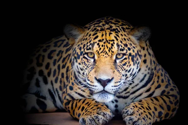 Divoký Jaguár Panthera Onca Portrétu Selektivním Zaostření Hlubokým Rozostřením Známý — Stock fotografie