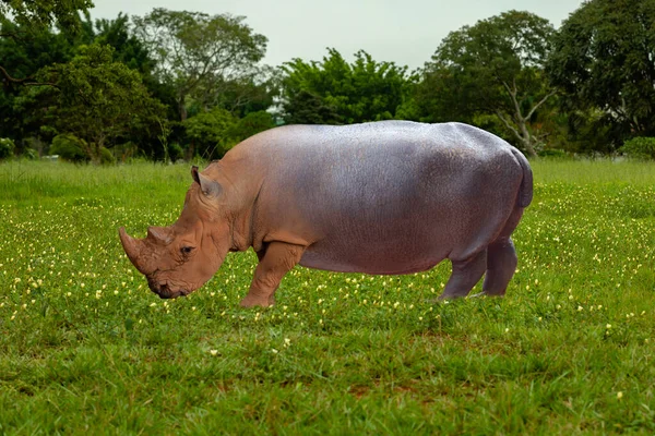 African Hippopotamus Grazing Low Grass Wildflowers Selective Focus Depth Blur — Stock Photo, Image