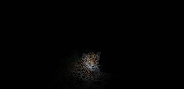 Jaguar Panthera Onca Στο Σκοτάδι Καλλιτεχνική Φωτογραφία Άφθονο Ελεύθερο Χώρο — Φωτογραφία Αρχείου