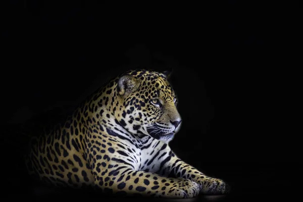 Vahşi Jaguar Panthera Onca Portrede Derinlik Bulanıklığıyla Seçici Odak Ona — Stok fotoğraf