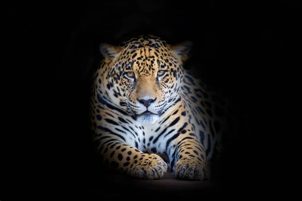 Giaguaro Selvatico Panthera Onca Ritratto Messa Fuoco Selettiva Con Sfocatura — Foto Stock