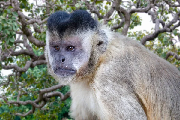 Closeup Tufted Capuchin Monkey Sapajus Apella Capuchin Monkey Wild Brazil — Stock Photo, Image