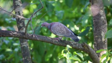 Seçici odak noktasında 