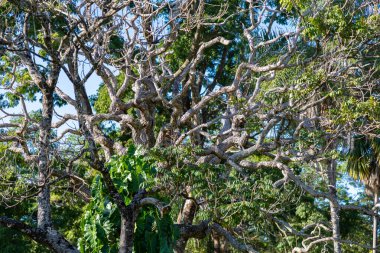 Brezilya 'nın cerrado biyomunda ağaç olan arka plan manzarası. Kıvrılmış gövdeli ağaç