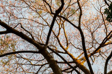 Ceiba Specosa 'nın çiçeği ya da Korsiya spesiyoskopisi seçici odak noktasında polen taşıyan arılar ve bulanık arka plan. Tropikal orman. Paineira ağacı pembe çiçeği