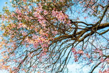 Ceiba Specosa 'nın çiçeği ya da Korsiya spesiyoskopisi seçici odak noktasında polen taşıyan arılar ve bulanık arka plan. Tropikal orman. Paineira ağacı pembe çiçeği