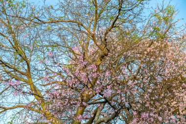 Ceiba Specosa 'nın çiçeği ya da Korsiya spesiyoskopisi seçici odak noktasında polen taşıyan arılar ve bulanık arka plan. Tropikal orman. Paineira ağacı pembe çiçeği