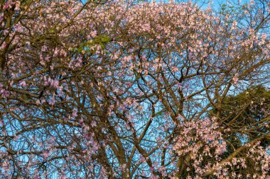 Ceiba Specosa 'nın çiçeği ya da Korsiya spesiyoskopisi seçici odak noktasında polen taşıyan arılar ve bulanık arka plan. Tropikal orman. Paineira ağacı pembe çiçeği