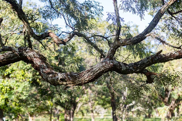 ブラジルのセラードのバイオームで木と背景の風景 ねじれた幹を持つ木 — ストック写真