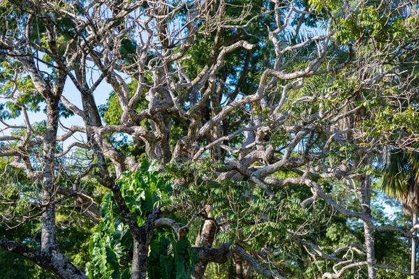 브라질 세라도 군계에 나무가 송이송이 — 스톡 사진