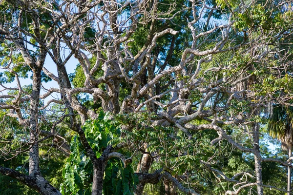 Tło Dekoracje Drzewem Cerrado Biome Brazylii Drzewo Skręconym Pniem — Zdjęcie stockowe