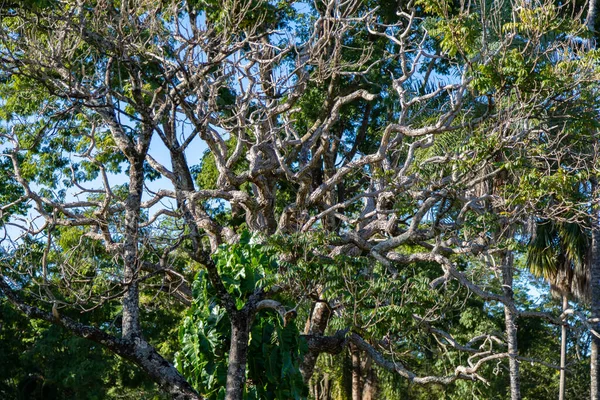 Hintergrundkulisse Mit Baum Cerrado Biom Brasiliens Baum Mit Verdrehtem Stamm — Stockfoto