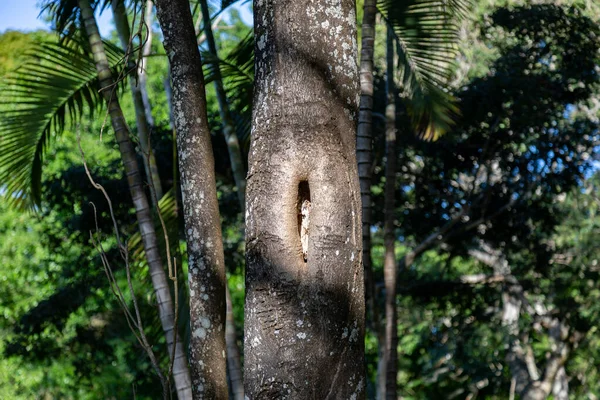 熱帯雨林に穴のある木の幹 — ストック写真