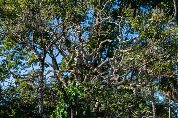 Hintergrundkulisse Mit Baum Cerrado Biom Brasiliens Baum Mit Verdrehtem Stamm — Stockfoto