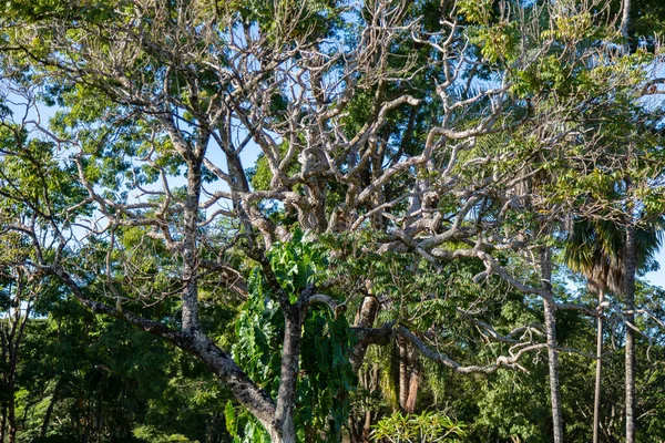 Háttér Táj Cerrado Biome Brazília Csavart Törzsű — Stock Fotó