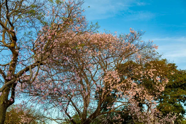 Ceiba Speciosa 리시아 Chorisia Speciosa 의꽃은 선택적으로 초점을 맞추고 우림의 — 스톡 사진