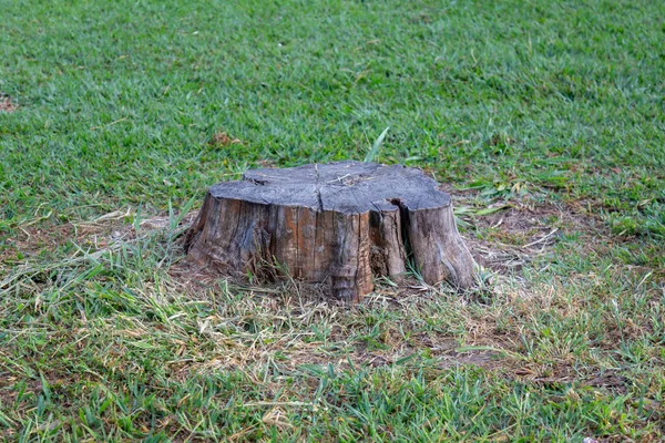 stock image Sawn log on grass field isolated