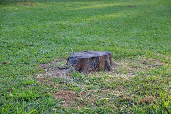 Sawn Log Grass Field Isolated — Stock Photo, Image