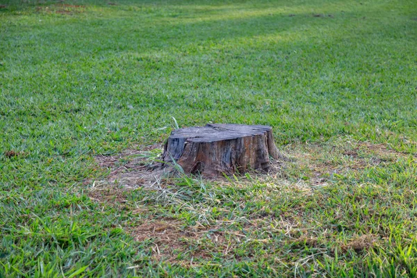 孤立した芝生のフィールド上のショーン ストックフォト