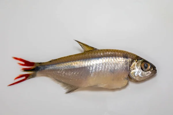 Fried Lambari Rabo Vermelho Astyanax Bimaculatus 典型的巴西淡水鱼 — 图库照片