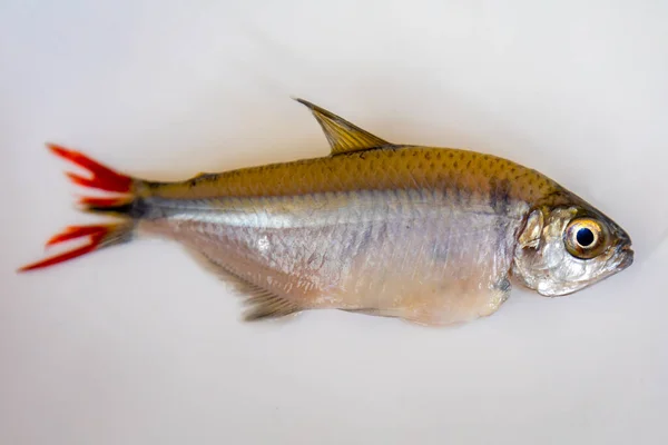 Fried Lambari Rabo Vermelho Astyanax Bimaculatus 典型的巴西淡水鱼 — 图库照片