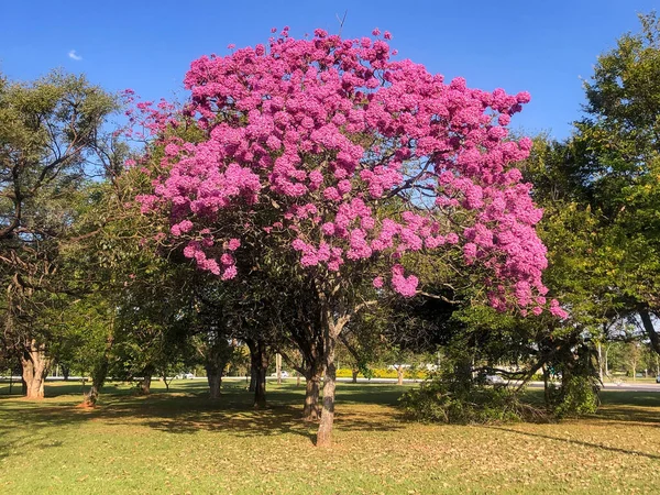 Цветущие Деревья Розовая Труба Tabebuia Impetiginosa Handroanthus Impetiginosus — стоковое фото