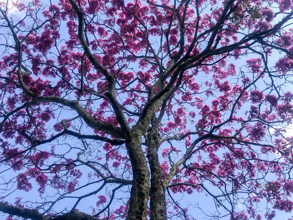 의나무 Pink Trumpet Tree Tabebuia Impetiginosa Handroanthus Impetiginosus — 스톡 사진