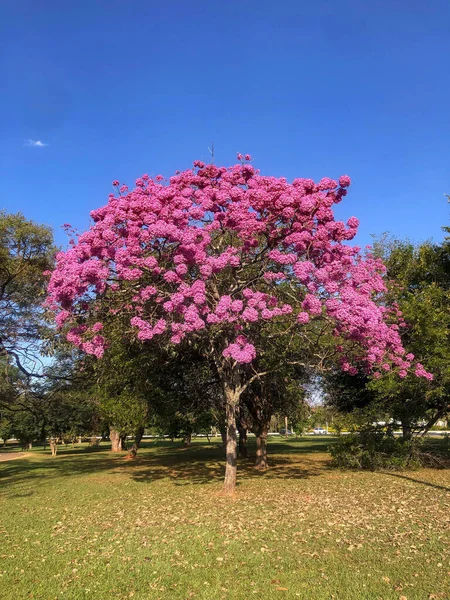 Δέντρα Λουλούδι Ροζ Τρομπέτα Tabebuia Impetiginosa Handroanthus Impetiginosus — Φωτογραφία Αρχείου