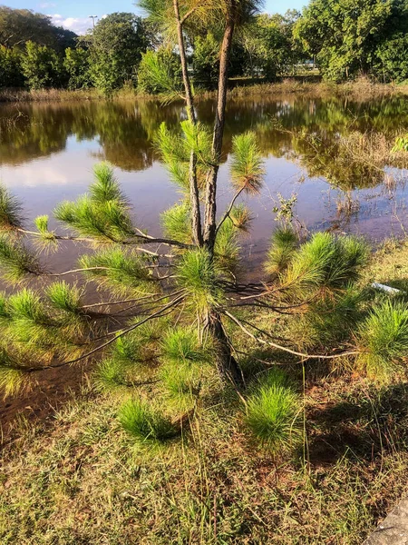 Zöld Teteje Fenyő Pinus Sylvestris Ellen Kék Napos Nap Kertben — Stock Fotó